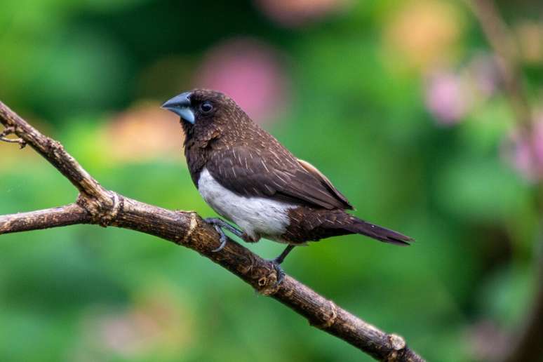 Manon tem uma natureza dócil e gosta de conviver com outros pássaros 