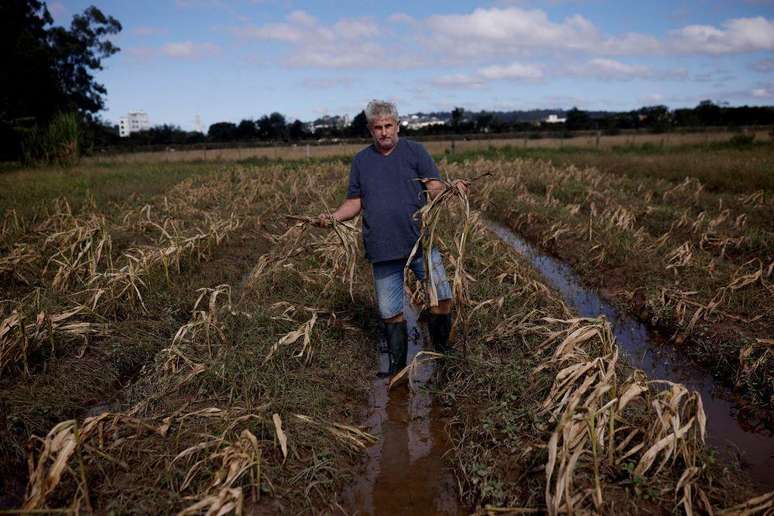 Agricultor mostra prejuízo em campo de milho em Guaíba