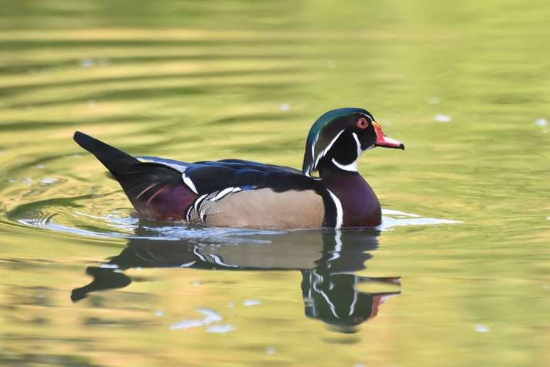 Pato carolina é uma ave aquática sociável e dócil 