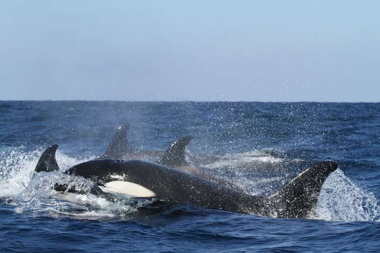 Em movimento coordenado, orcas afundam iate no Estreito de Gibraltar (Imagem: NOAA/Unsplash)