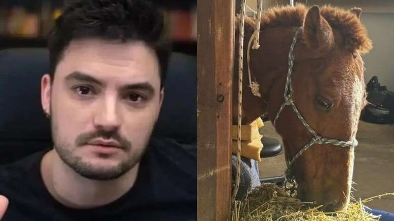 Will he be adopted?  Felipe Neto reveals the future of the horse Caramelo saved in RS