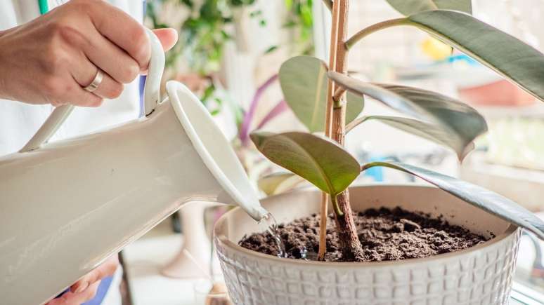 Saiba de quanta água as plantas precisam?