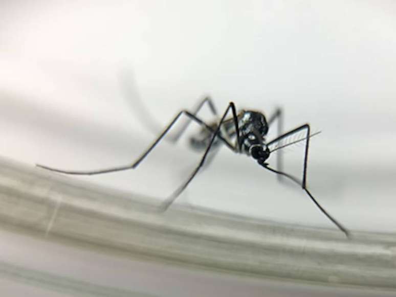 Os mosquitos Haemagogus, como o Hg. leucocelaenus, são vetores primários da febre amarela silvestre e da febre do marayo