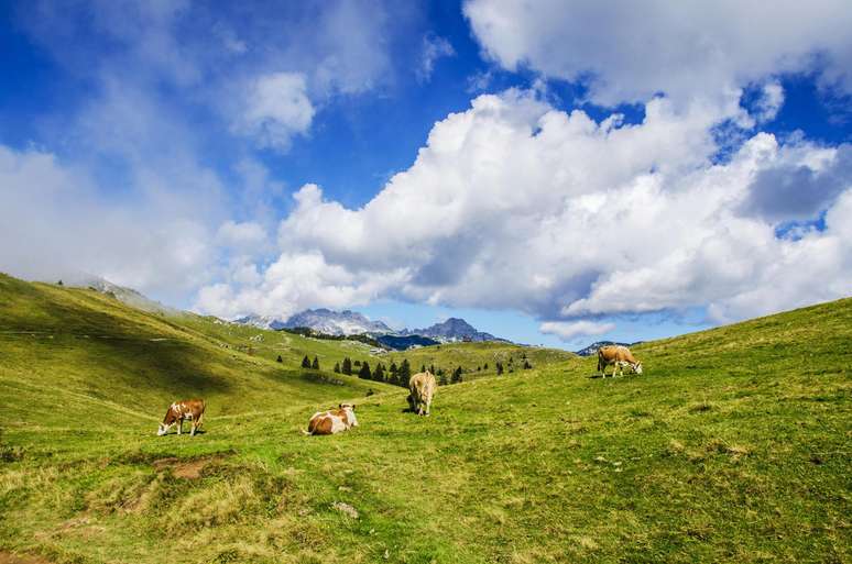 Gado é fotografado em campo verde