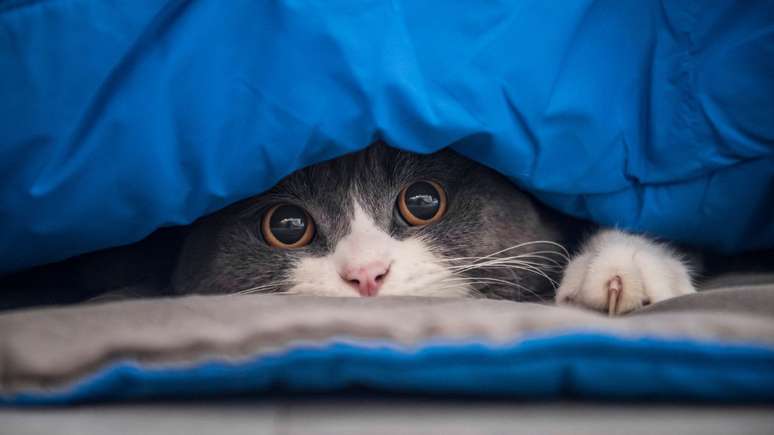Gato se escondendo pode ser sinal de estresse