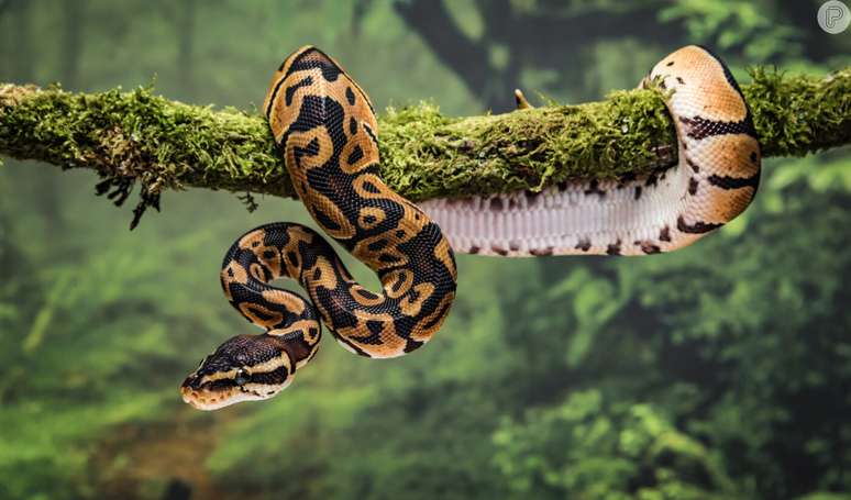 Sonhar com cobra: o que significa e como interpretar corretamente.