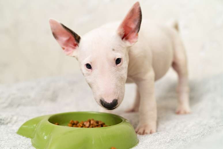 Bull terrier precisa de uma dieta equilibrada e rica em proteínas para manter a sua energia 