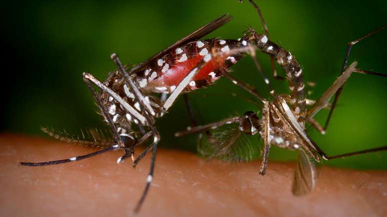 Aprenda como prevenir a dengue