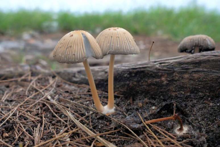 Cogumelo é um tipo de fungo do reino fungi 