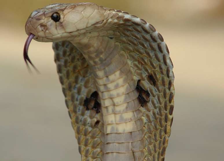 Imagem de uma serpente naja