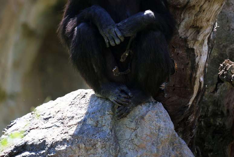Los cuidadores del zoológico optaron por darles a los chimpancés un proceso de destete natural
