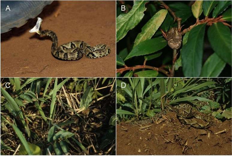 Alguns dos comportamentos defensivos das serpentes, inclusive a picada, no canto superior esquerdo (Imagem: Alves-Nunes et al./Nature Scientific Reports)
