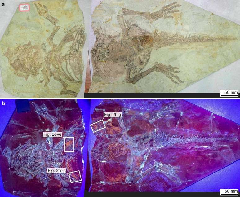 Acima, o fóssil de psitacossauro sob luz natural, e abaixo, sob luz UV: os tecidos moles aparecem na cor laranja e os ossos em ciano (Imagem: Yang et al./Nature Communications)