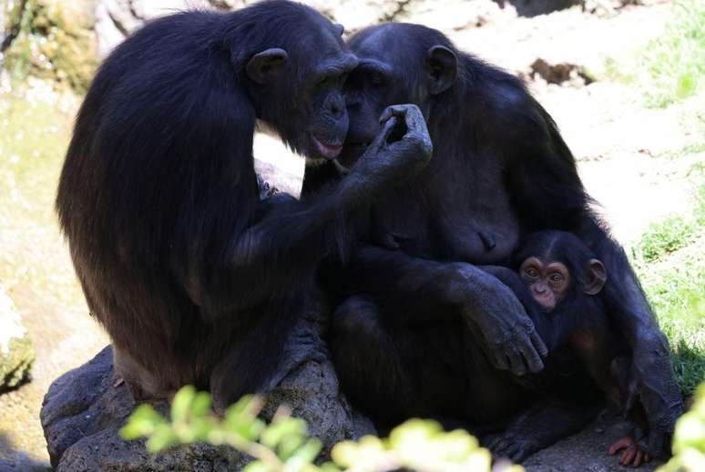 Actualmente hay seis adultos y dos cachorros entre los chimpancés del Bioparque