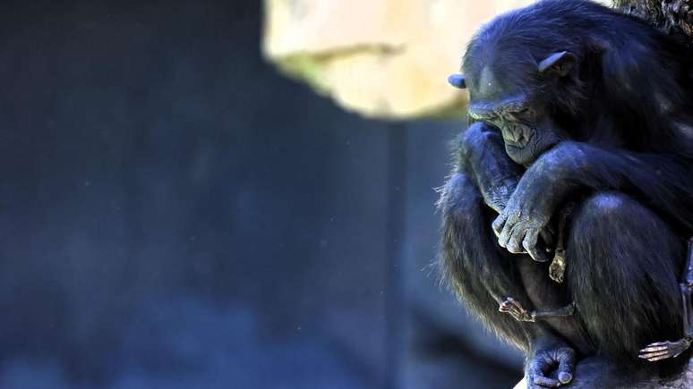 A chimpanzé Natalia perdeu o filhote após 14 dias do nascimento