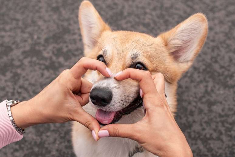 A umidade no focinho do cachorro ajuda na sensibilidade do olfato 