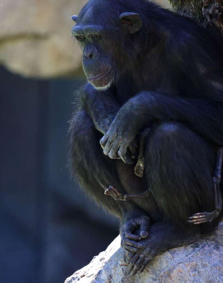 Lo que le pasó a Natalia es raro, pero no inusual para los chimpancés y otros animales.