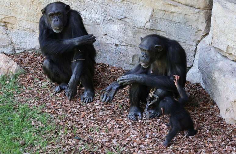 Os visitantes do zoológico reagiram com empatia ao saber da situação de Natalia