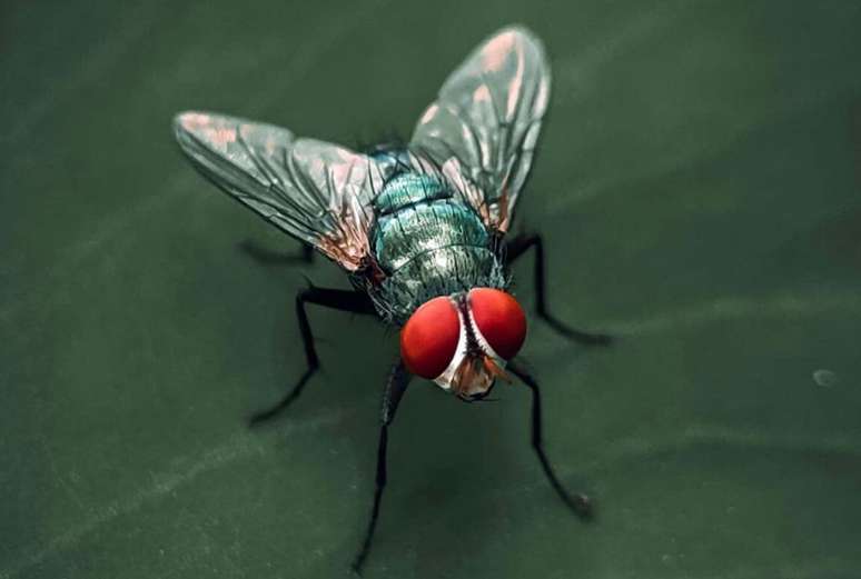 Não há como escapar: algumas espécies de mosca conseguem cavar por 2 metros para encontrar corpos, se alimentar e pôr ovos (Imagem: twenty20photos/envato)