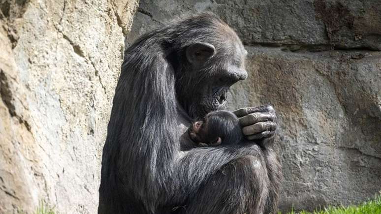 Chimpanzé enfrenta um luto comovente após a perda de seu filhote