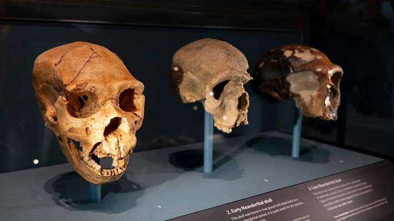 O tamanho do cérebro mudou à medida que novas espécies de humanos, como o 'Homo neanderthalensis', surgiram
