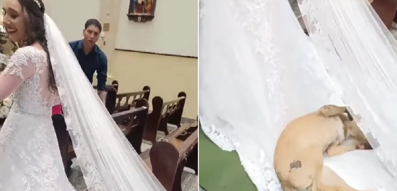 Cachorro caramelo invade casamento em igreja, deita e rola em vestido de noiva