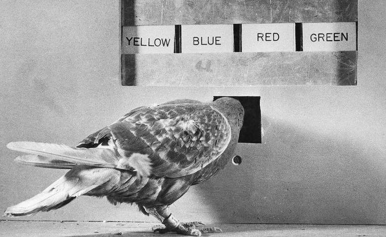 O psicólogo B F Skinner treinou pombos para combinar luzes coloridas com painéis coloridos correspondentes