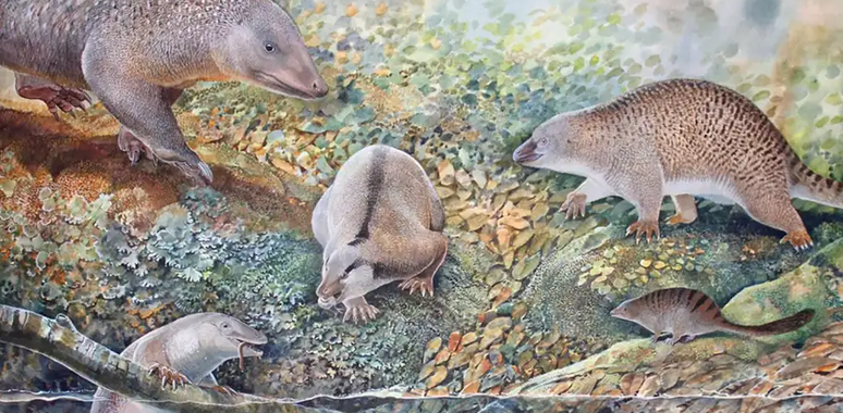 Ilustração de seis espécies antigas de monotremados cujos restos fossilizados foram encontrados em Lightning Ridge, Austrália