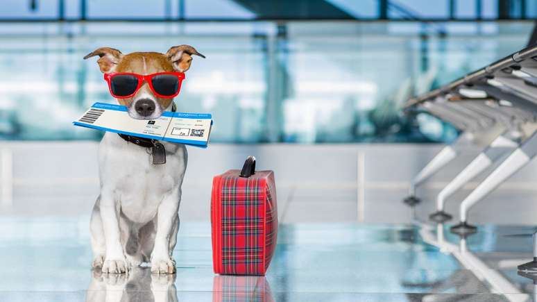 Companhia cria viagem especial e cachorros podem viajar de avião com seus tutores