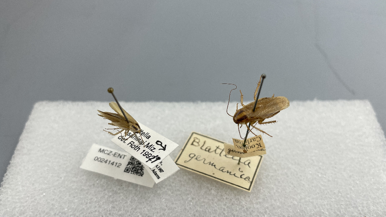 Espécime de barata asiática (à esquerda) e uma barata alemã (à direita) no Museu de Zoologia Comparada de Harvard