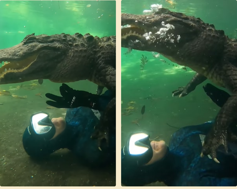 Biólogo interage com crocodilo e imagens impressionam
