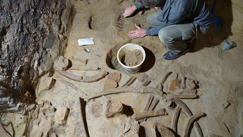 The man discovers the bones of 3 mammoths in his cellar