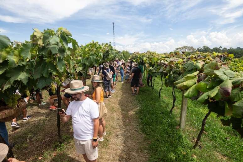 Vin&iacute;colas de S&atilde;o Roque t&ecirc;m op&ccedil;&otilde;es de passeios para fam&iacute;lias e crian&ccedil;as