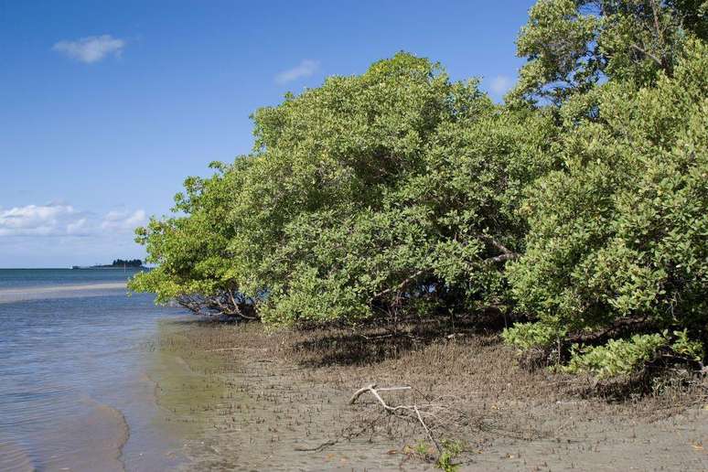 Mangue em Itamaracá, Pernambuco