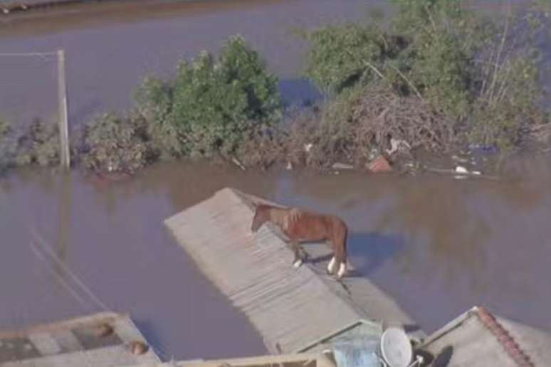 Cavalo Caramelo foi encontrado em telhado em Canoas