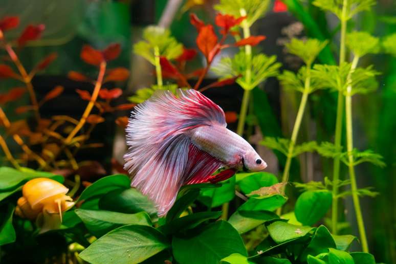 Os bettas são coloridos, com longas nadadeiras e podem ser mantidos sozinhos 