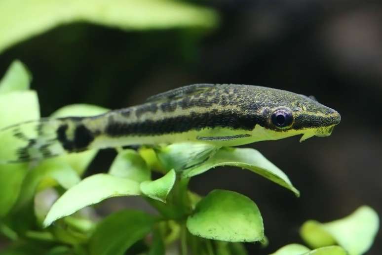 Pequeno e pacífico, o peixe limpa-vidro ajuda na limpeza do tanque e prefere viver em pequenos grupos 