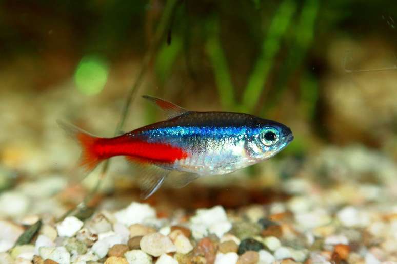 O peixe tetra neon é pequeno, prateado e com listras azuis e vermelhas 