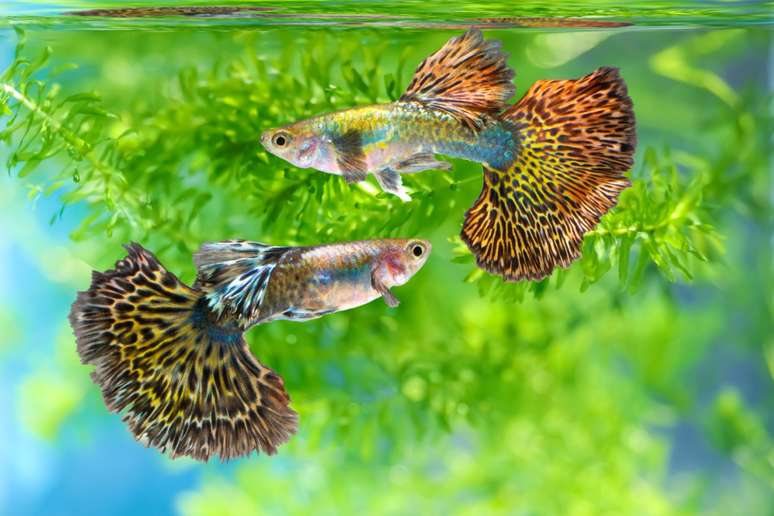 Os lebistes são peixes pequenos e com nadadeiras coloridas. 