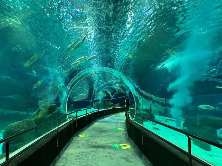 O Recinto Oceânico, popular Tancão, é a grande atração do AquaRio, com direito a passagem subaquática em um túnel panorâmico para visualizar as espécies