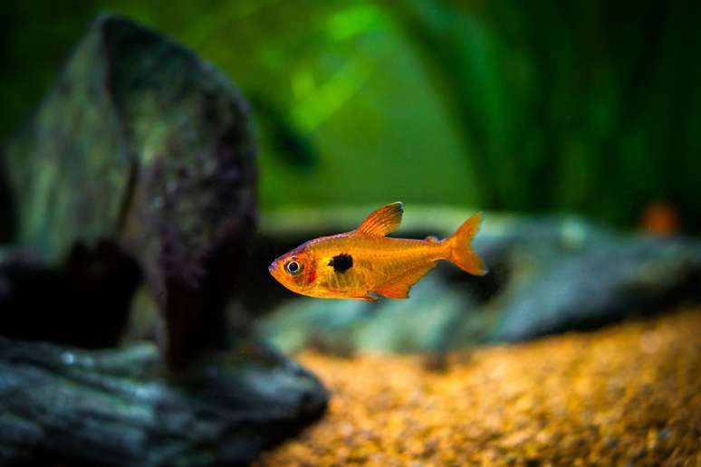 A espécie tetra Matro Grosso prefere viver em cardume 