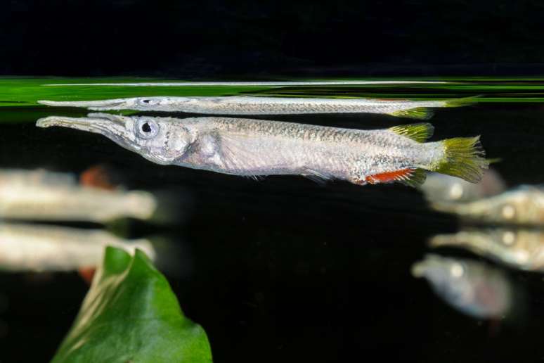 Com corpo alongado e delgado, o peixe agulhinha é prateado com reflexos metálicos 