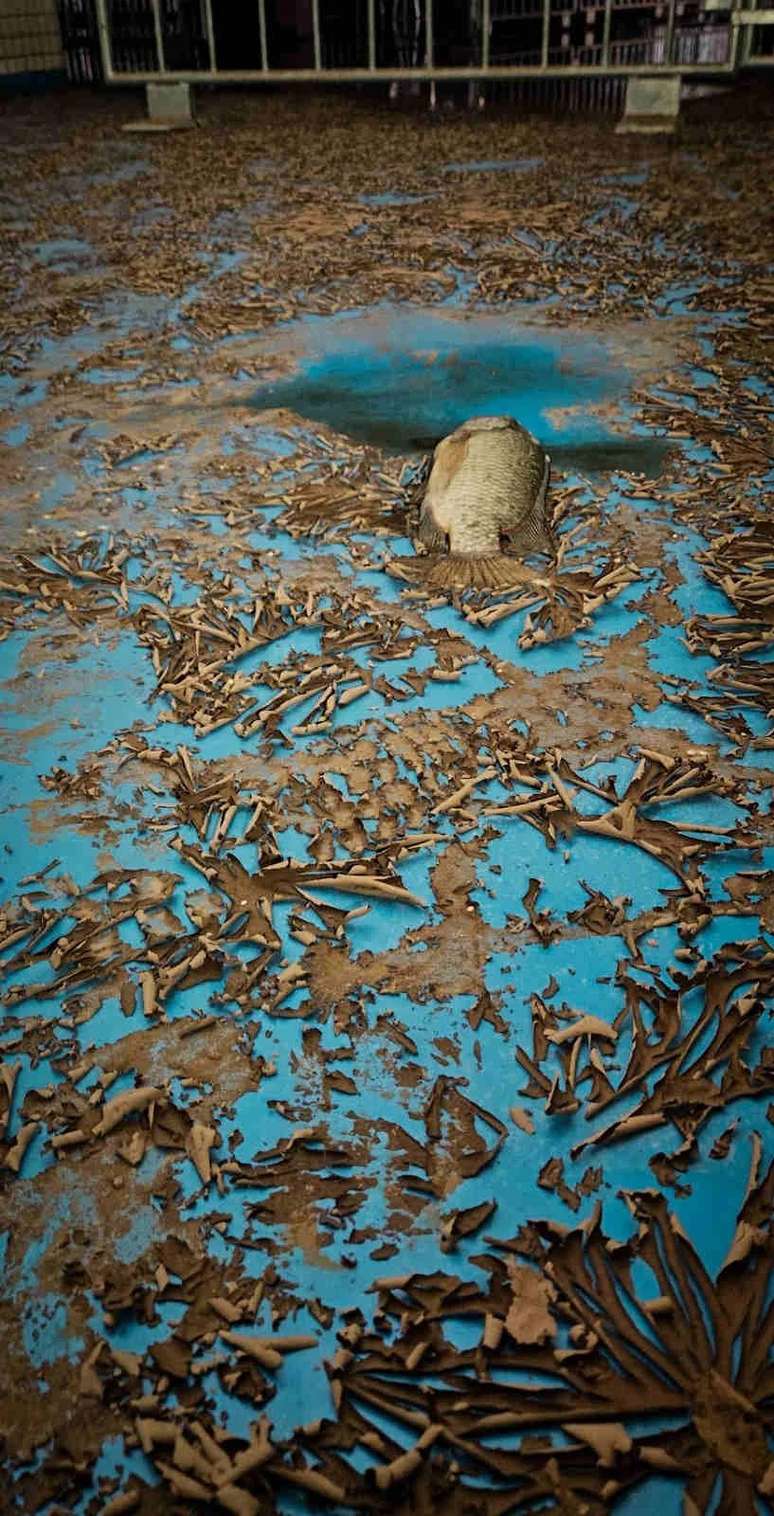 Peixe em meio a entulhos 