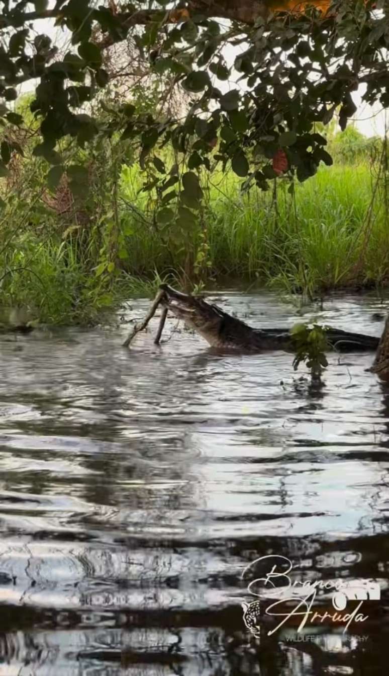 Guia flagra briga entre cobra e jacaré no Pantanal