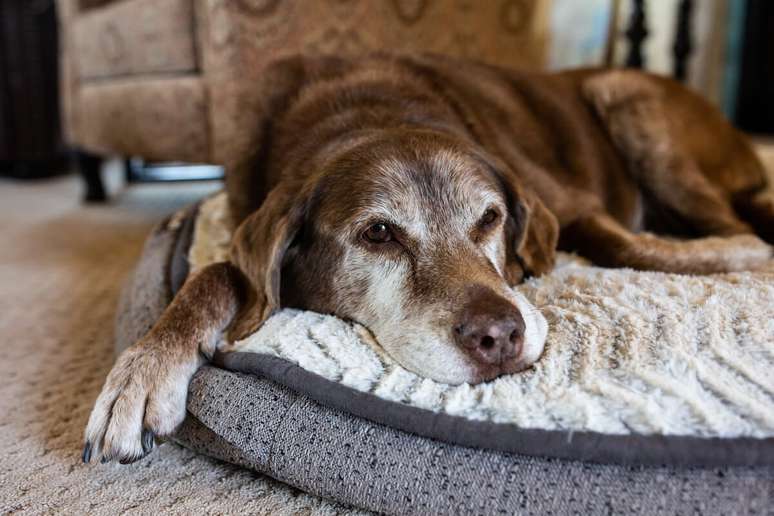 Cães idosos necessitam de alguns cuidados específicos