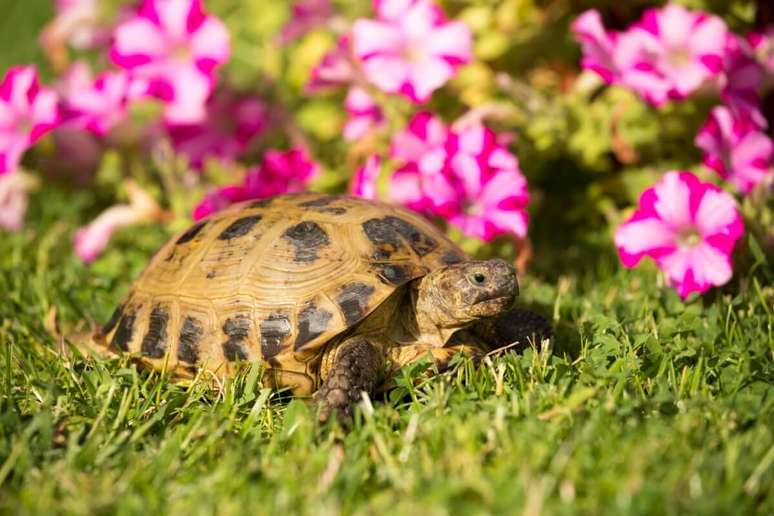 Algumas espécies de tartarugas e jabutis podem ser criadas em casa