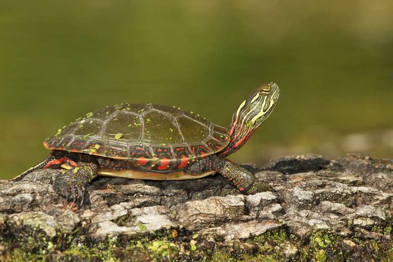 A tartaruga-pintada é uma espécie semiaquática 