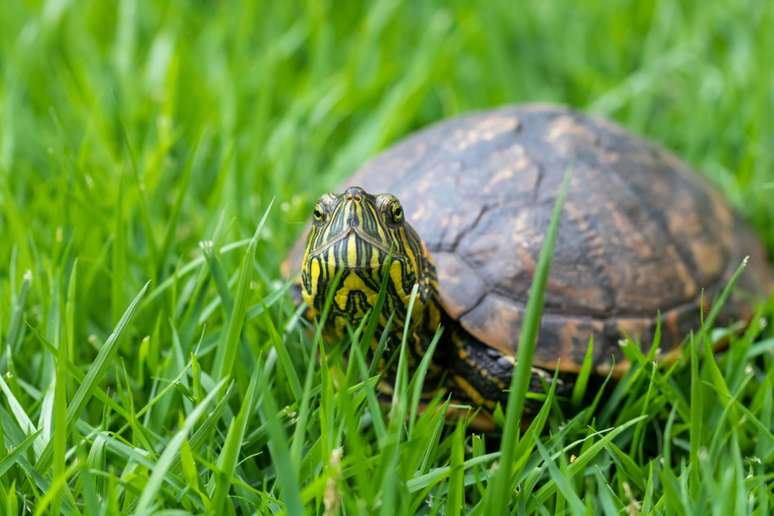 A tartaruga-tigre-d’água alimenta-se de plantas aquáticas, pequenos peixes e insetos 
