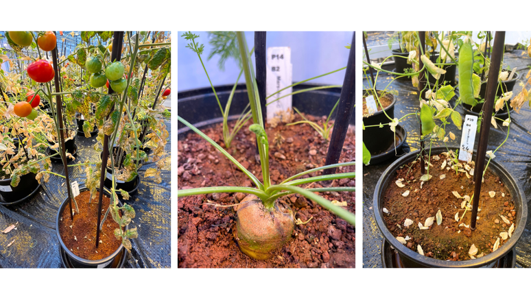 Tomates, cenouras e ervilhas foram as tr&ecirc;s culturas que a astrobi&oacute;loga escolheu para fazer a pesquisa