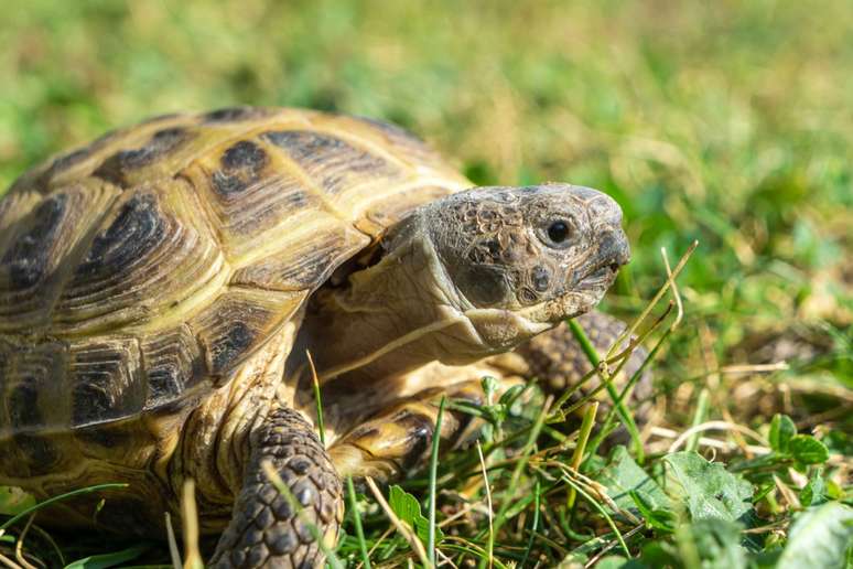 A tartaruga-russa é terrestre e herbívora 